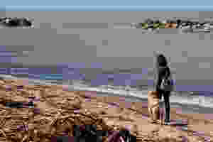 cachorro viagem