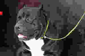 cachorro coleira