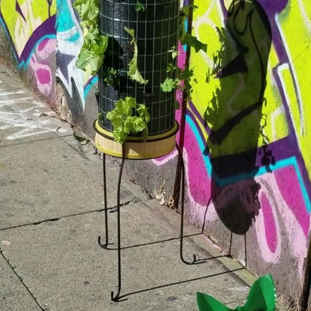 Thumbnail: PHYTOPOD Oaklander