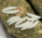 Thumbnail: White colored artificial wax worm sitting on a rock