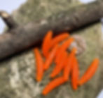 Thumbnail: Orange colored artificial wax worm sitting on a rock