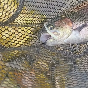 Trout in a landing net with a white ribbed trout worm in its mouth