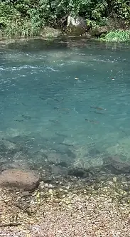 Trout in the river.webp