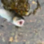 Missouri trout caught on Family Fishin bait in Ozark trout water