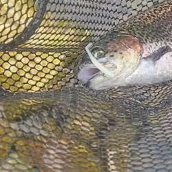 Trout