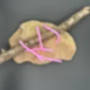 Show 5 pink soft plastic round worm sitting on a rock with a stick