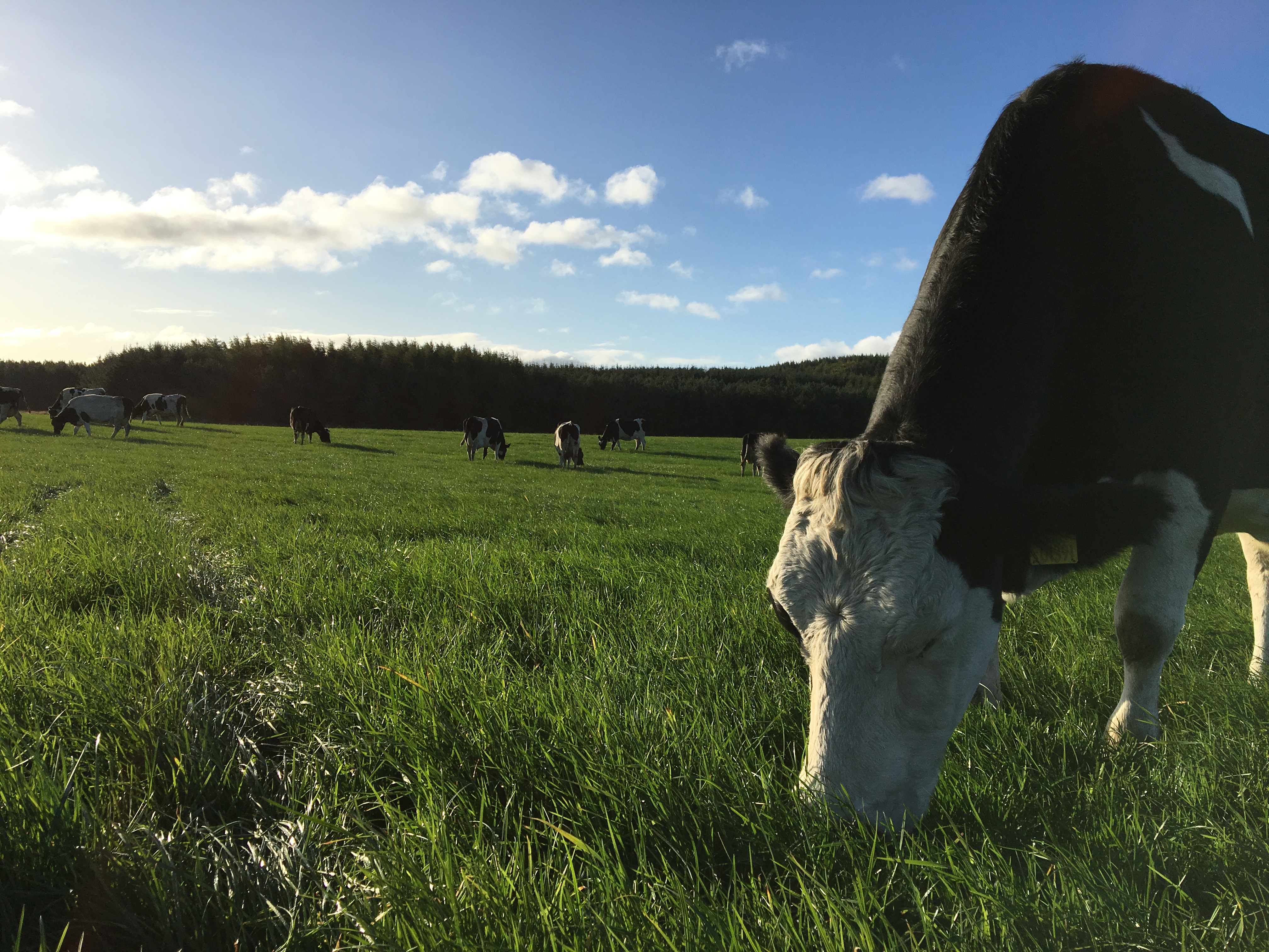Forest Farm The Organic Dairy