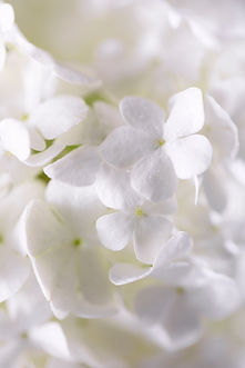 beautiful-hydrangea-flower-close-up.jpg