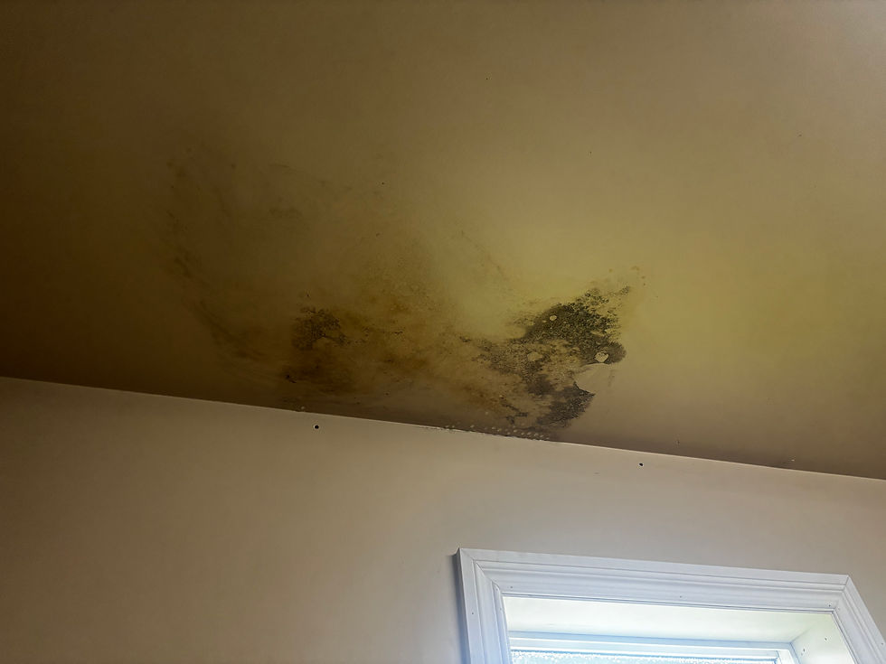 Eye-level view of roof with moss and algae growth