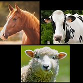 site cavalo vaca ovelha.png