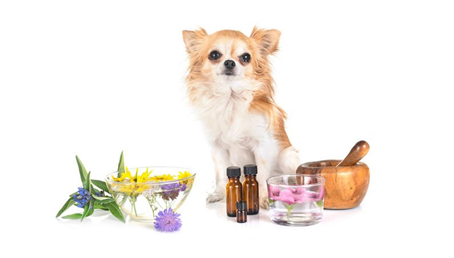 Which Oils are best for your Dog ?