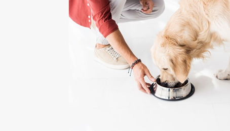 Best Home Cooked Foods for Sick Dogs i.e., Easy to made