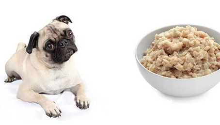 Can Dog Eat Oats and is it Nutritious for them?