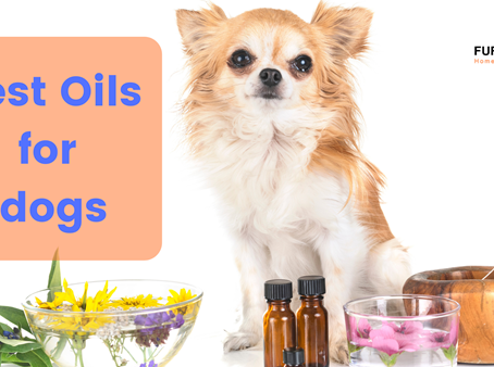 Best Oils for Dogs: What Kinds of Oils To Use For Your Dog