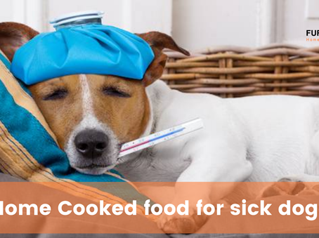 Homecooked Food for Sick Dogs: Foods That Will Keep Your Dog Happy And Healthy