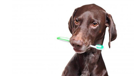 Is Toothpaste Bad For Dogs and What is the Proper Dental Care of Dogs?