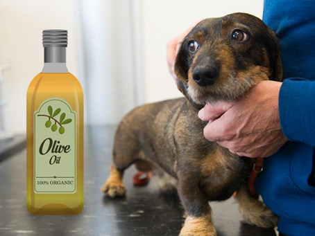 What oils are best for your pup and How to Use it ?