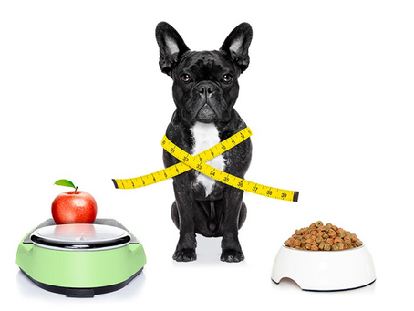 Everything You Need To Know About Feeding Your Puppy