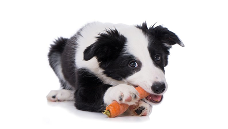 How Long to Feed Puppy Food is Finally Answered? What is the Best Food for Puppy?