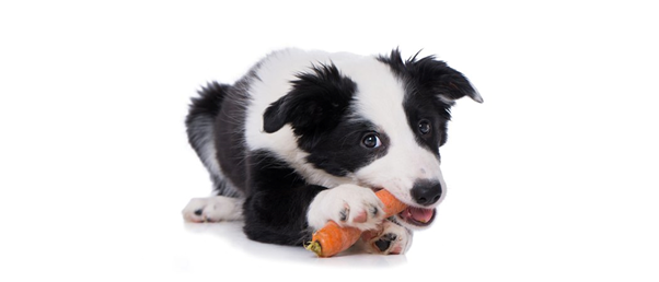 How Long to Feed Puppy Food