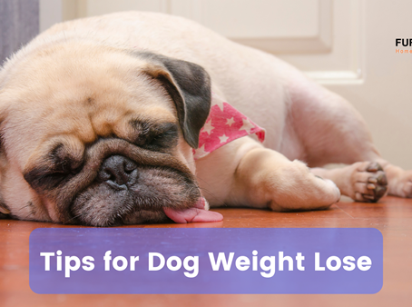 10 Easy Dog Weight Lose Tips: How To Keep Your Dog Healthy