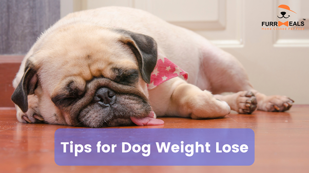 tips for dog weight lose