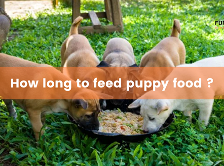 How Long to Feed Dog Food: Know the Proper Timing to Ensure Your Dog's Diet is Balanced