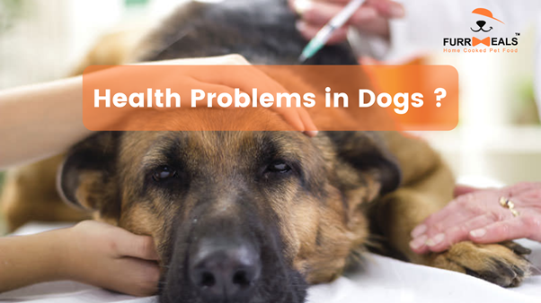 Health Problems In Dogs