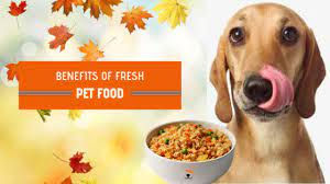 6 BENEFITS OF FRESH AND NATURAL PET FOOD DIET