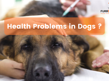The Most Common Health Problems in Dogs: What You Should Know
