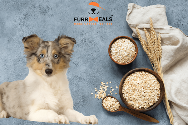 can dog eat oats 