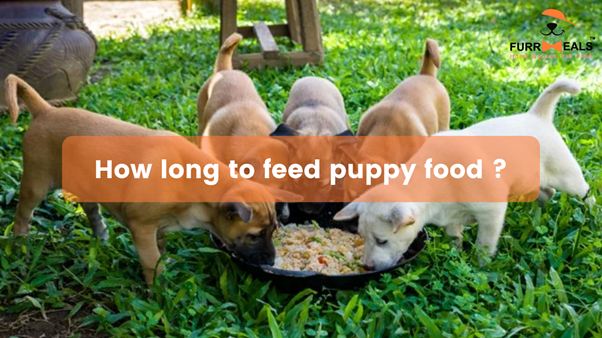 How Long Should You Feed Your Puppy