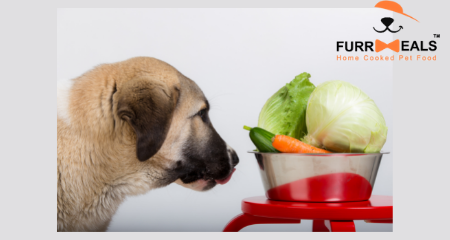 Raising Dogs With Omega-3