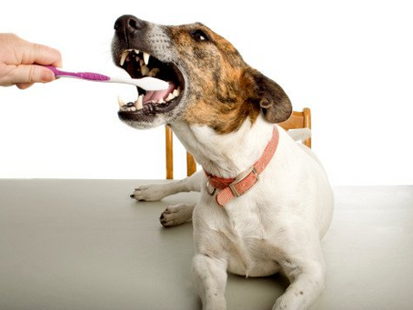 Is Toothpaste Bad for Dogs?