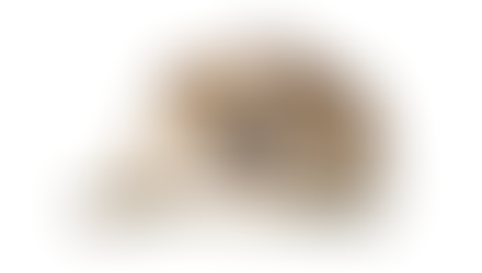 Best and Tested Tips for Dog Weight Lose