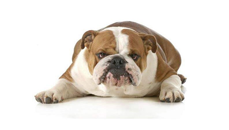 Best and Tested Tips for Dog Weight Lose