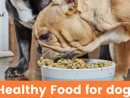 Healthy Food for dogs : What You Should Know ?