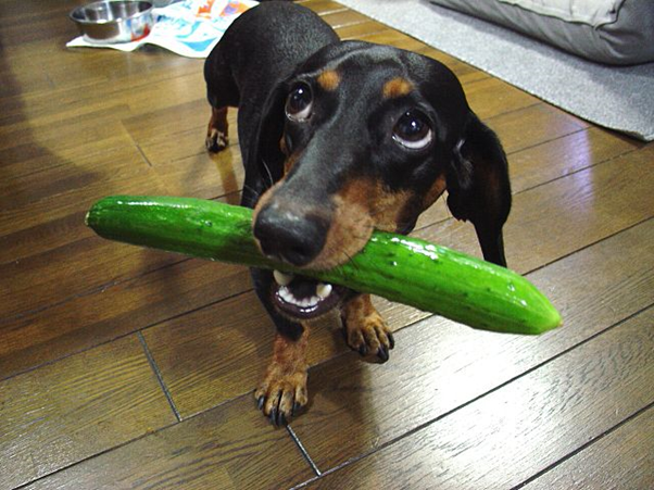 The common food ingredients or chemicals that dogs should be kept away from