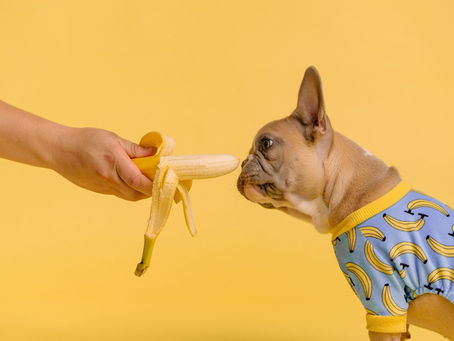 HOW MUCH FOOD SHOULD I FEED MY PUPPY?