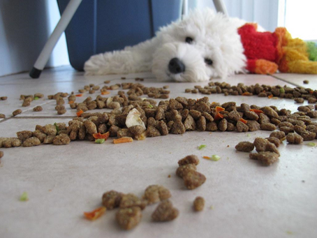 Human food that dogs can and cannot eat