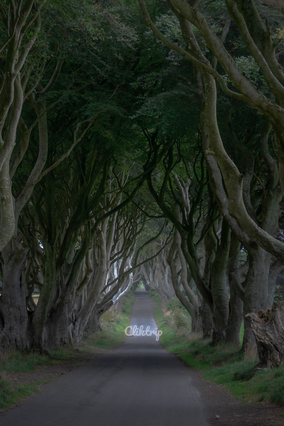 Dark Hedges