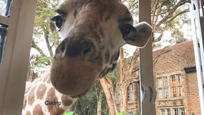 Giraffe Manor : dicas de como reservar !!! 