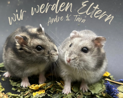 Eltern vom B-Wurf