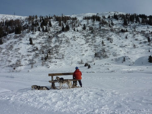 Husky-Hunde warten auf Kundschaft und mehr Schnee
