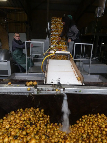 Verarbeitung der Früchte zur Cidre-Herstellung  