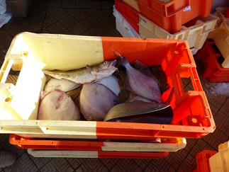 Frisch gefangener Fisch