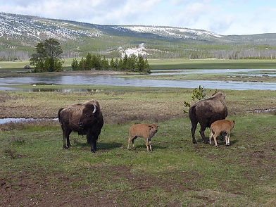 Bison-Familie im Yellowstone Park