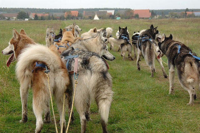 Hundeschlitten mit Huskies