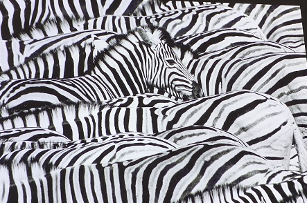 Leben in schwarz-weiß