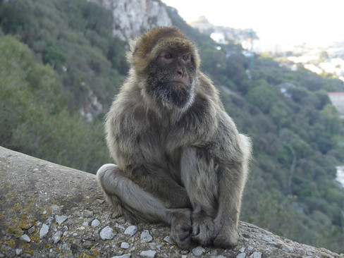 Berberaffen auf dem Felsen von Gibraltar